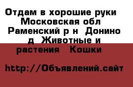 Отдам в хорошие руки - Московская обл., Раменский р-н, Донино д. Животные и растения » Кошки   